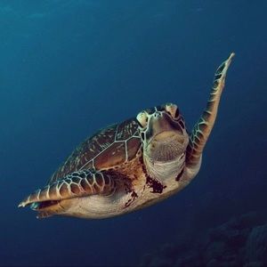 Meet your Posher, Paul